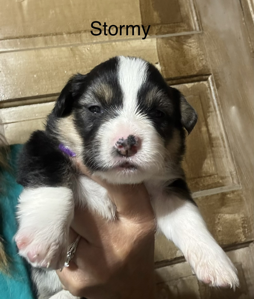 Stormy