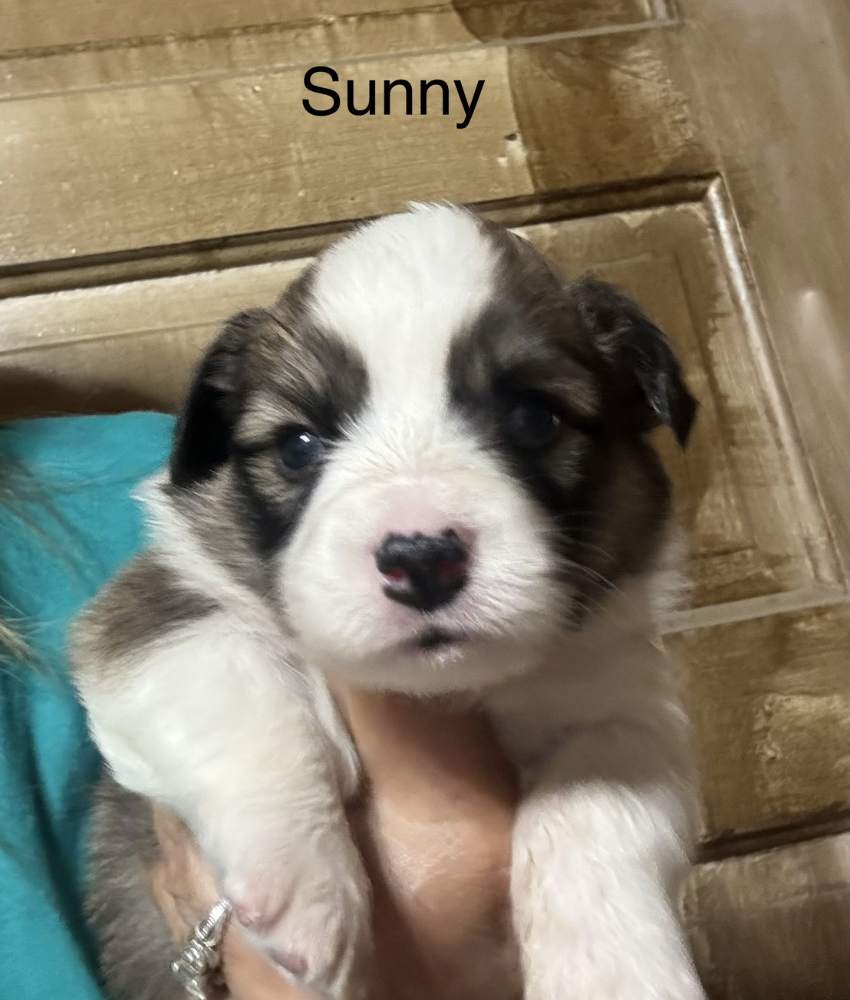 Sunny
