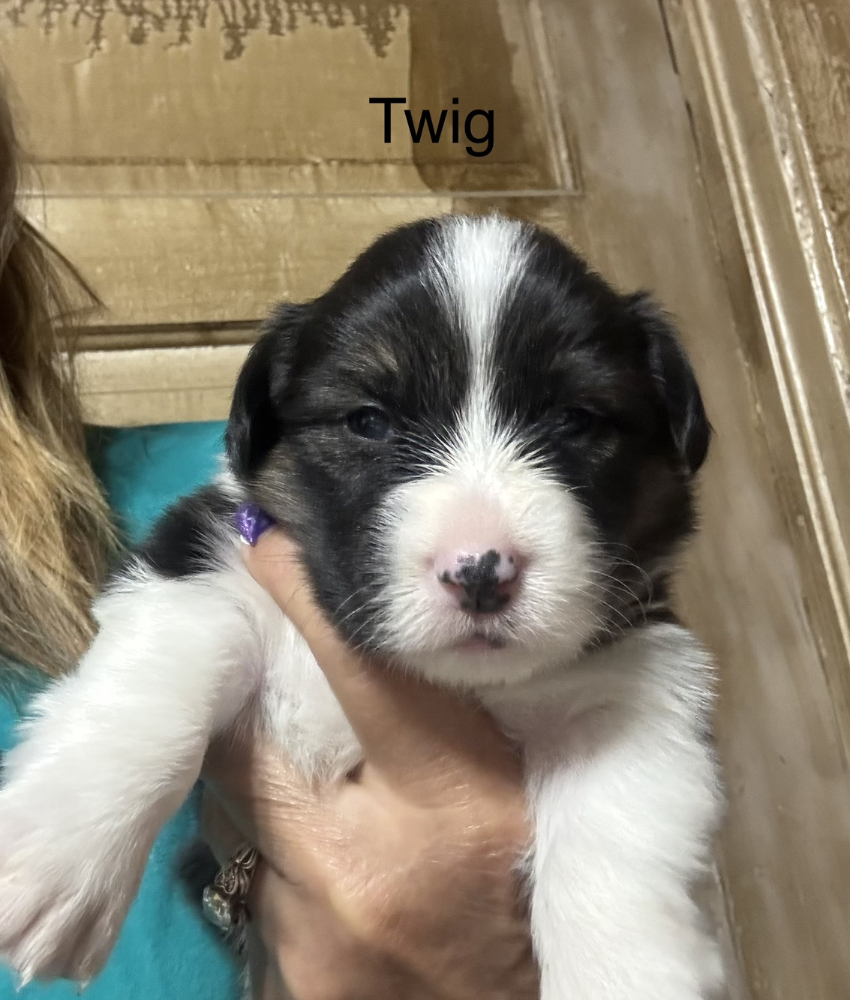Twig