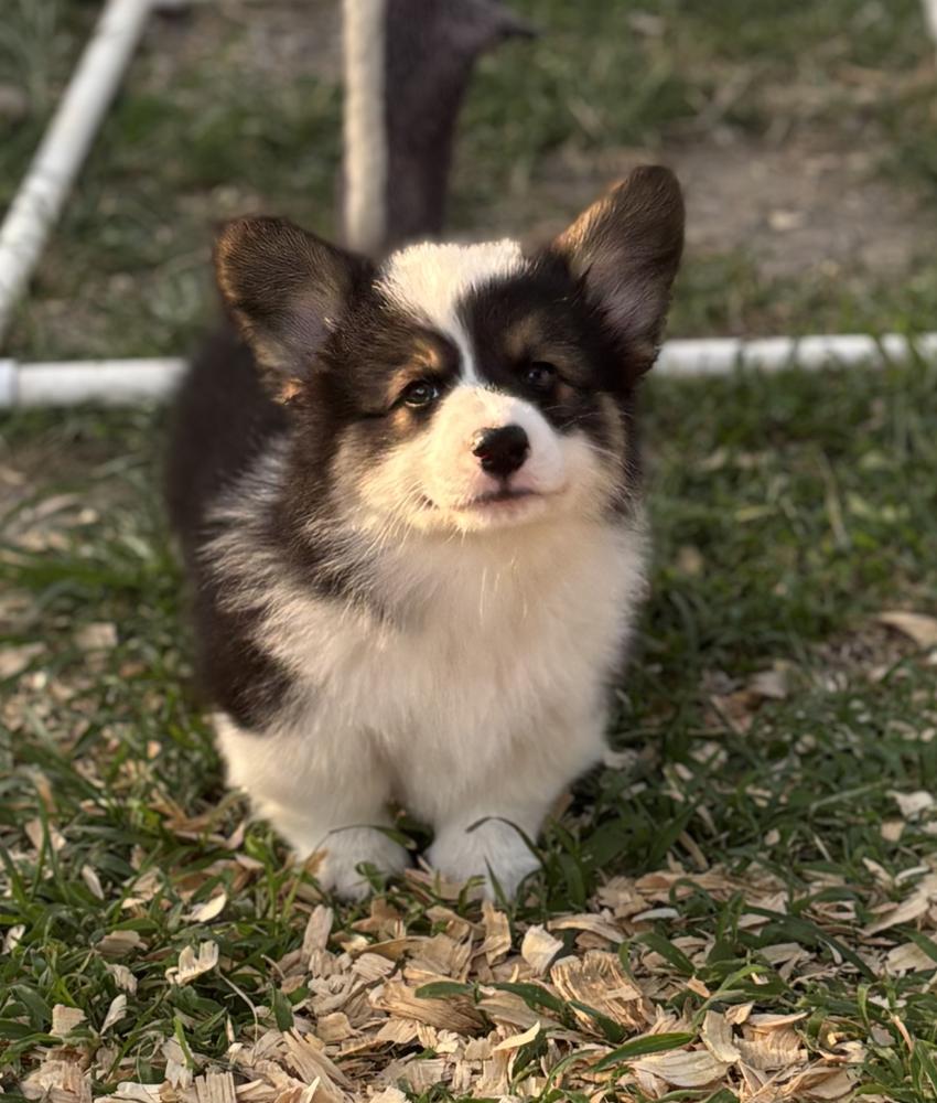 Bolt