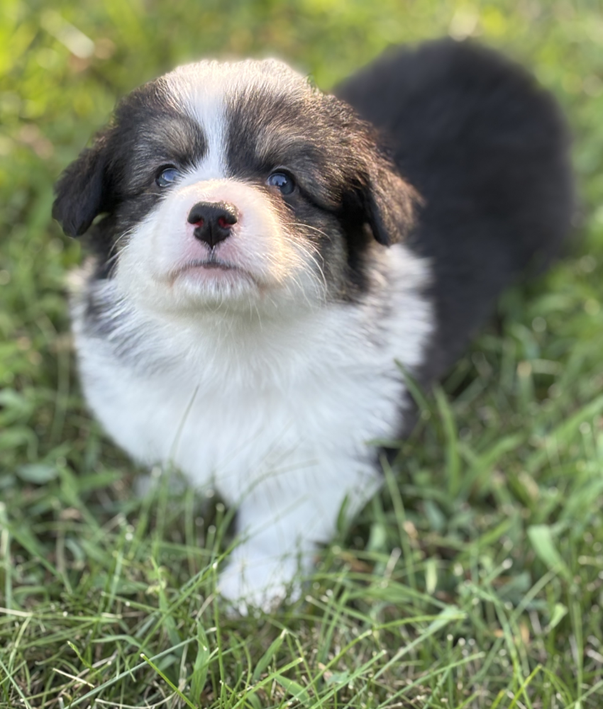 Bolt