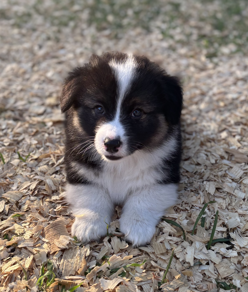 Dewey