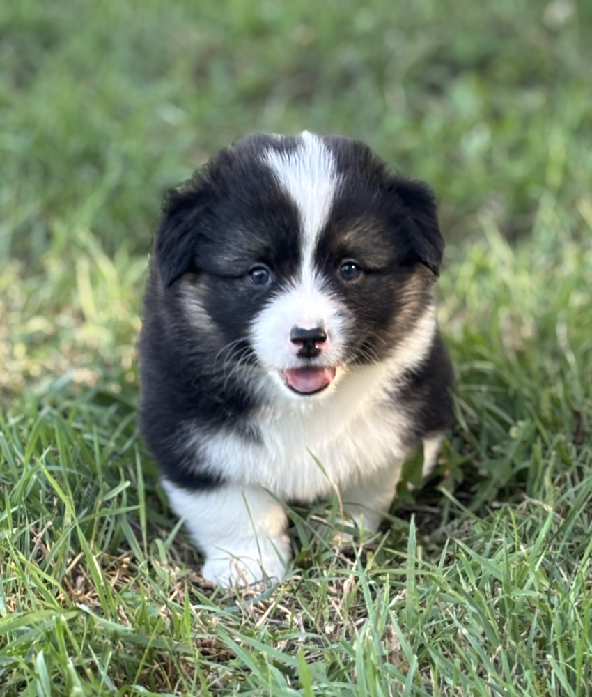 Dewey