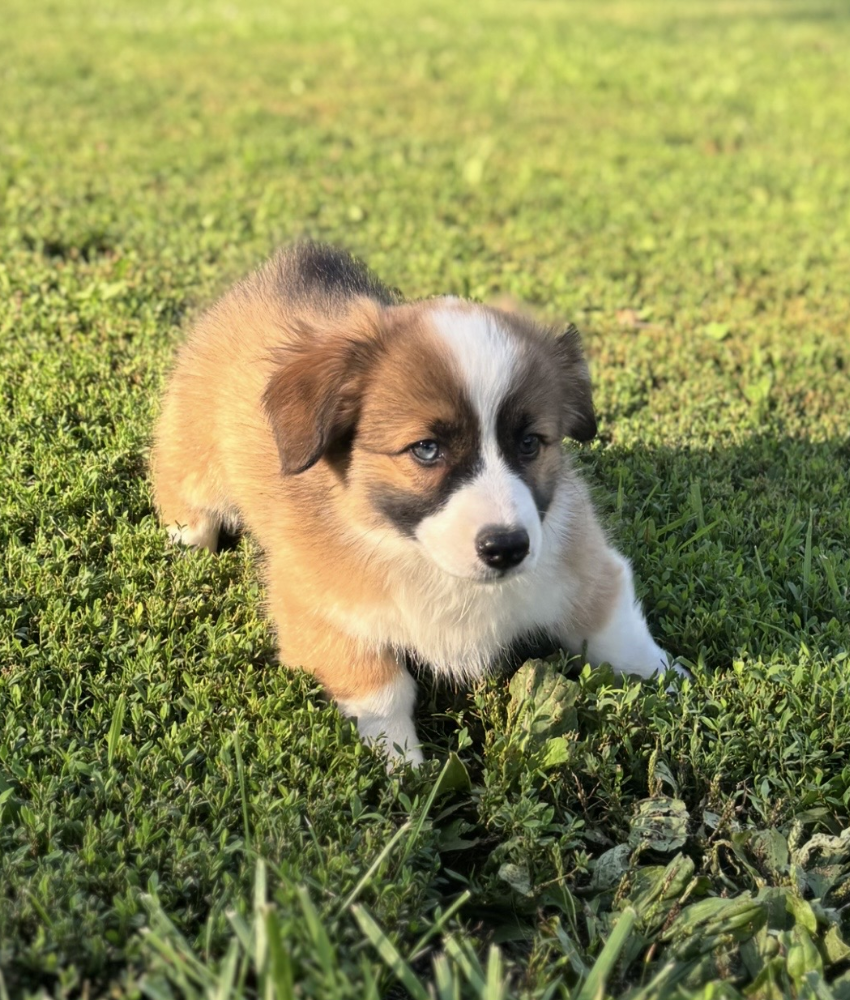 Breezy Corgi For Sal in Missouri by RanchHandCorgisNorth