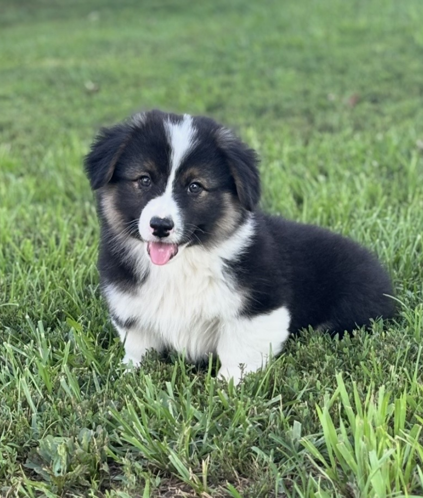 Dewey Corgi For Sal in Missouri by RanchHandCorgisNorth