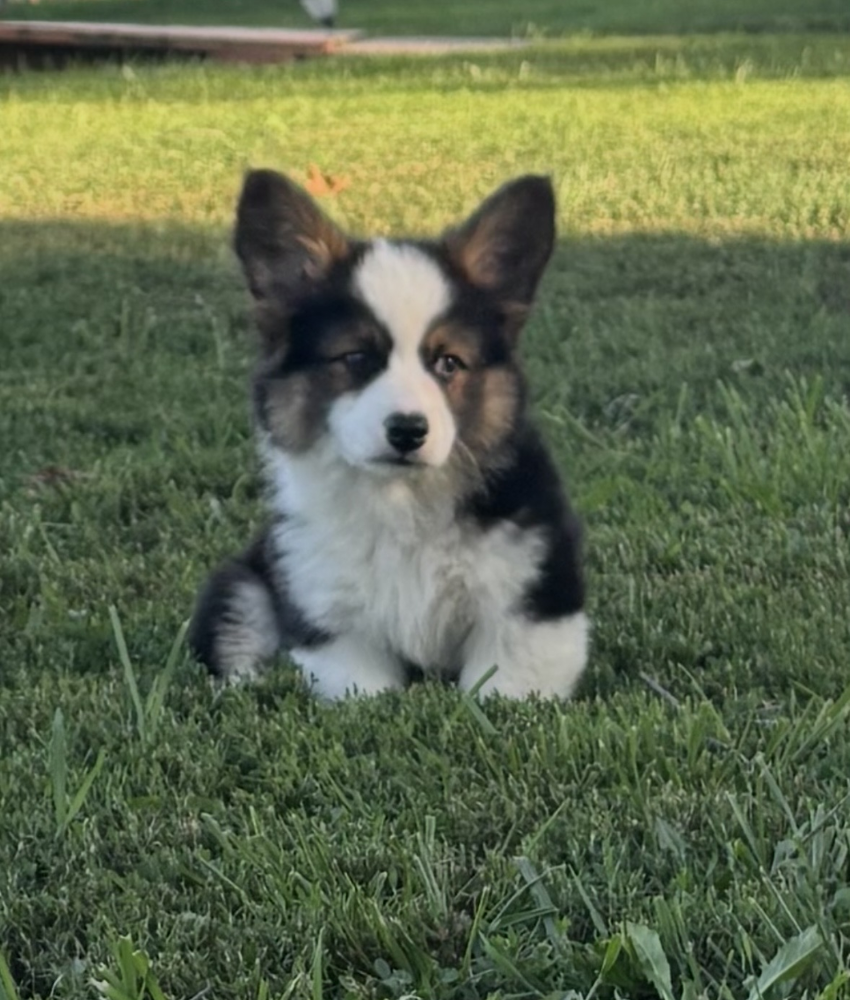 Slicker Corgi For Sal in Missouri by RanchHandCorgisNorth