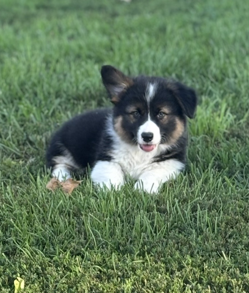 Twig Corgi For Sal in Missouri by RanchHandCorgisNorth
