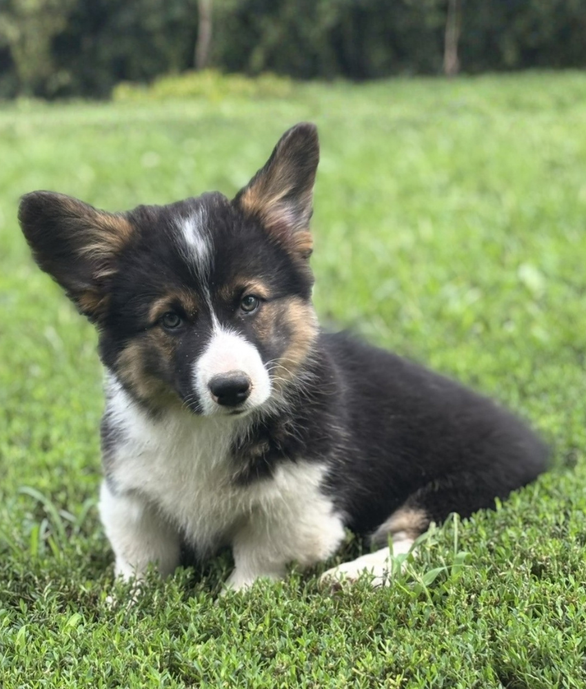 available corgi puppy for sale in missouri