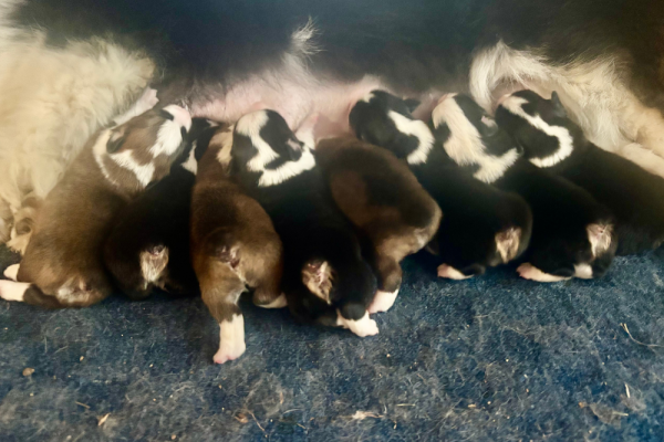 Monica Puppies 1 Corgi Pups with mother - Missouri
