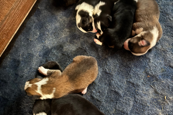 Monica Puppies 2 Corgi Pups - Missouri